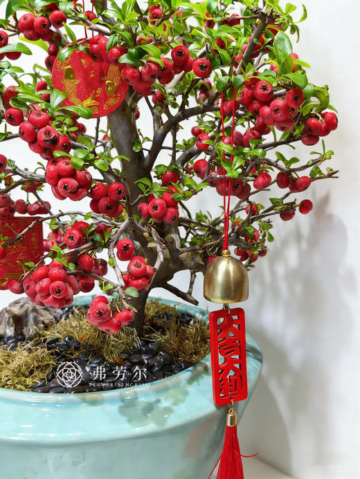 马到福来-满堂红 商品图1