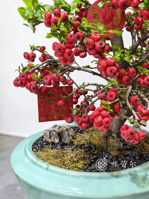 马到福来-满堂红 商品图2