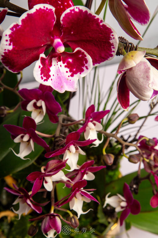 马上财运到 商品图2