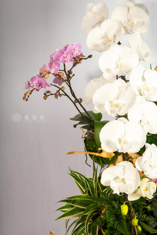 马蹄溅花香 商品图2