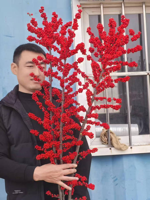 【单枝独秀】冬青（富贵子）红色  各规格 商品图1