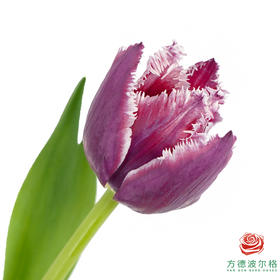 【毛边郁金香】 凯特 10枝一扎