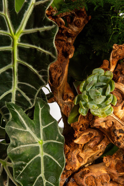 马驮五福来 商品图3