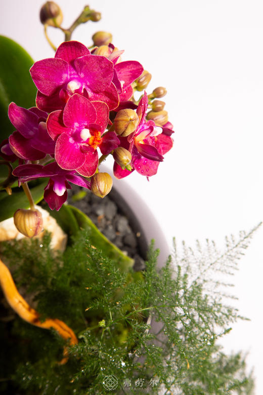 马拓锦绣程 商品图3