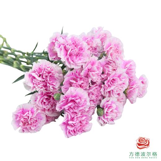 多头康乃馨-春野 商品图1