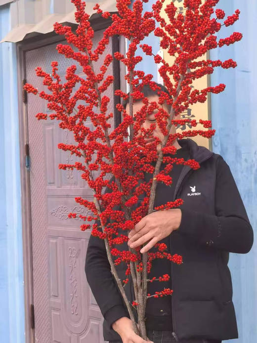 【单枝独秀】冬青（富贵子）红色  各规格 商品图2