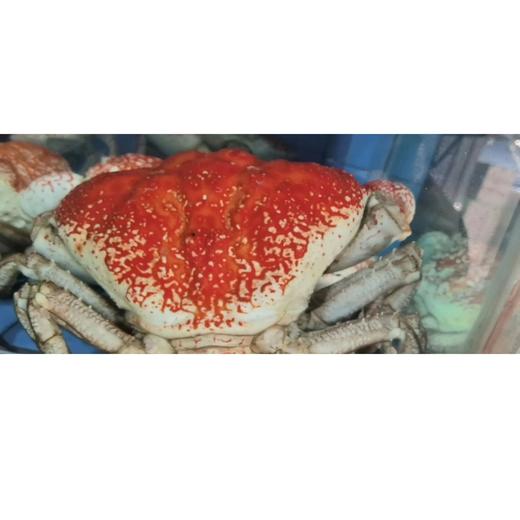 澳大利亚皇帝蟹（约5.2斤/只） 商品图0