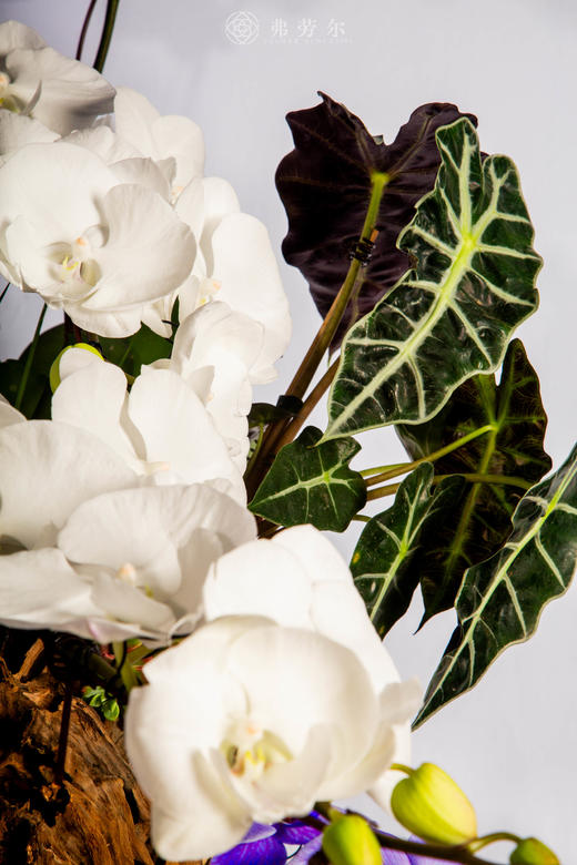 马首瞻新岁 商品图2