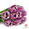 【毛边郁金香】 凯特 10枝一扎 商品缩略图4