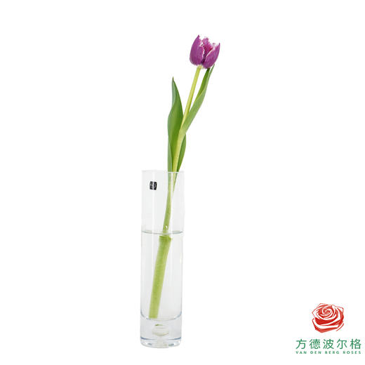 【毛边郁金香】 凯特 10枝一扎 商品图7