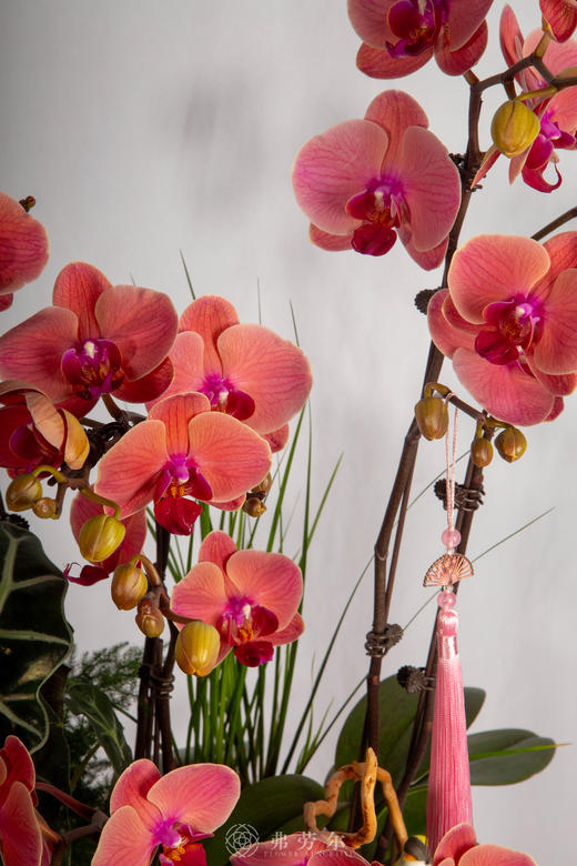 马啸日月明 商品图2