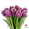【毛边郁金香】 凯特 10枝一扎 商品缩略图2