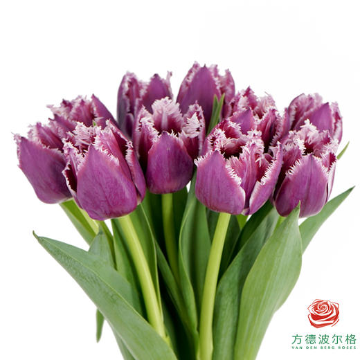 【毛边郁金香】 凯特 10枝一扎 商品图2