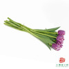 【毛边郁金香】 凯特 10枝一扎 商品缩略图3