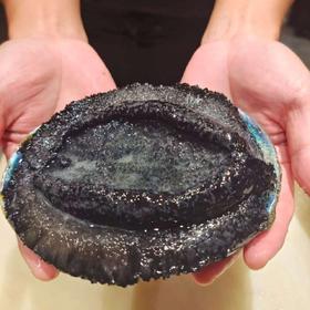 新西兰黑金大鲍鱼（1斤/只）