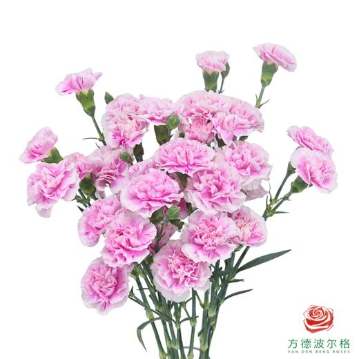 多头康乃馨-春野 商品图0