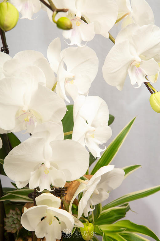 马上福满门 商品图3