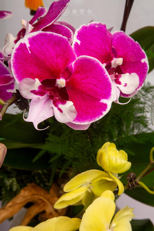 马上春意闹 商品图2