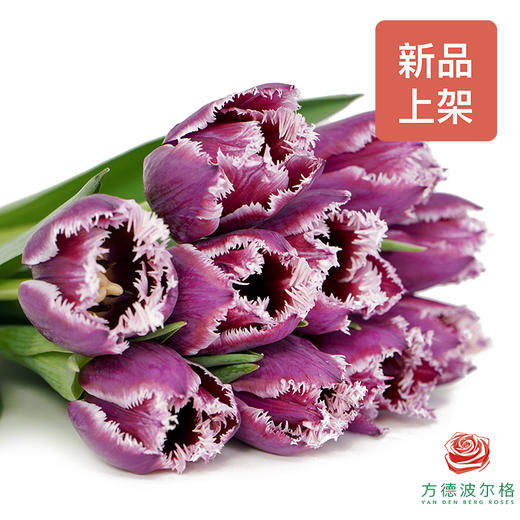【毛边郁金香】 凯特 10枝一扎 商品图5