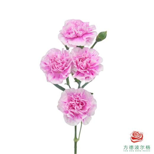 多头康乃馨-春野 商品图2