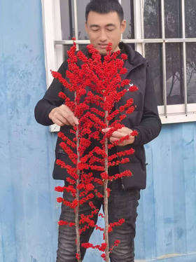 【单枝独秀】冬青（富贵子）红色  各规格