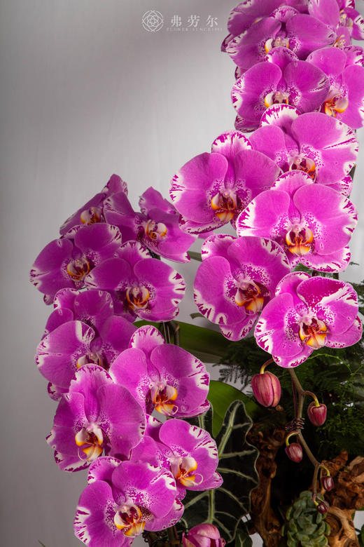 马驮五福来 商品图2