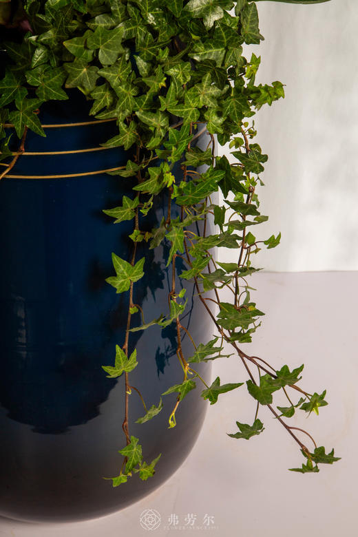 马首瞻新岁 商品图5