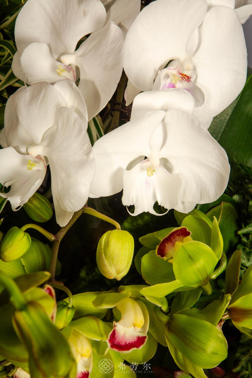 马年乐无疆 商品图3