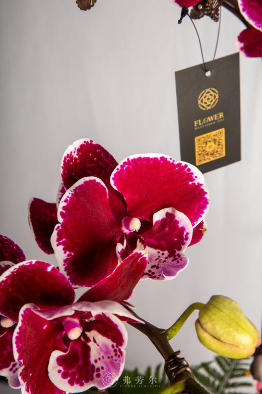 良驹载誉归 商品图4