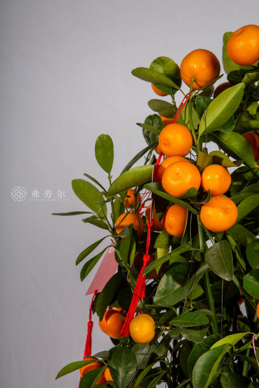 马上有吉 商品图2