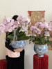 欢禧迎春 · 蝴蝶兰盆栽 商品缩略图2