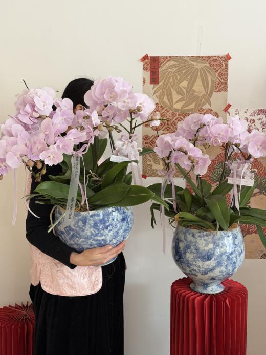 欢禧迎春 · 蝴蝶兰盆栽 商品图2