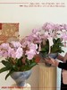 合家欢颜 · 蝴蝶兰盆栽 商品缩略图1