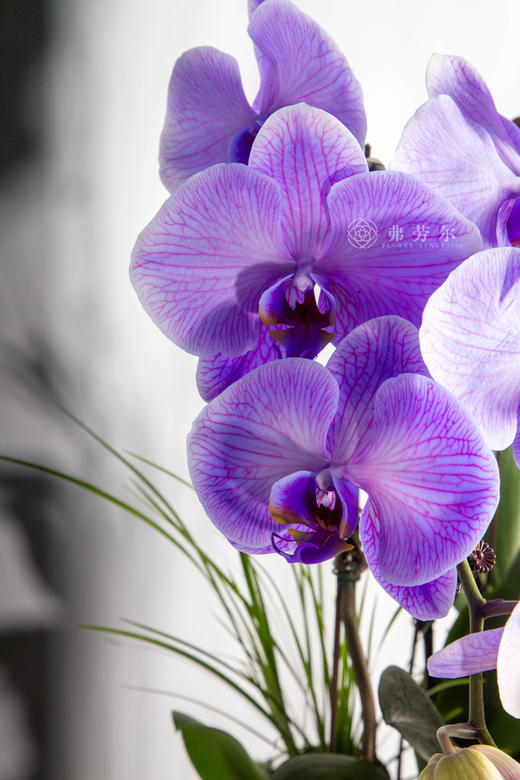 春风得意马 商品图2