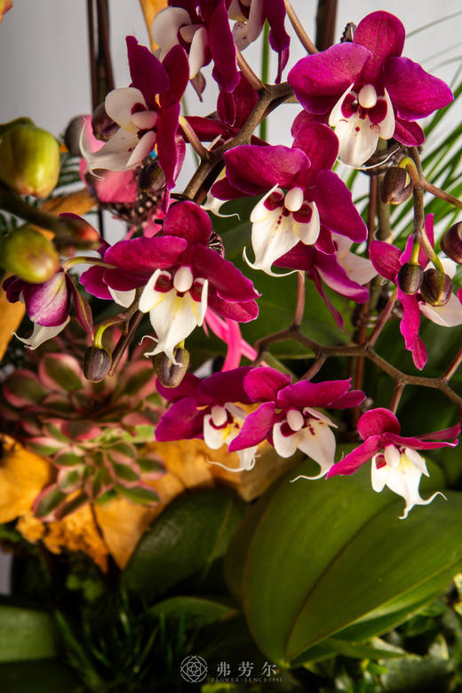 良驹载誉归 商品图3