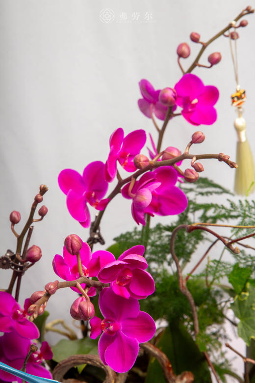 骏马恋春风 商品图3