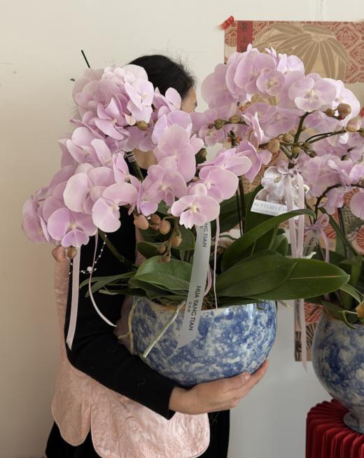 欢禧迎春 · 蝴蝶兰盆栽 商品图1