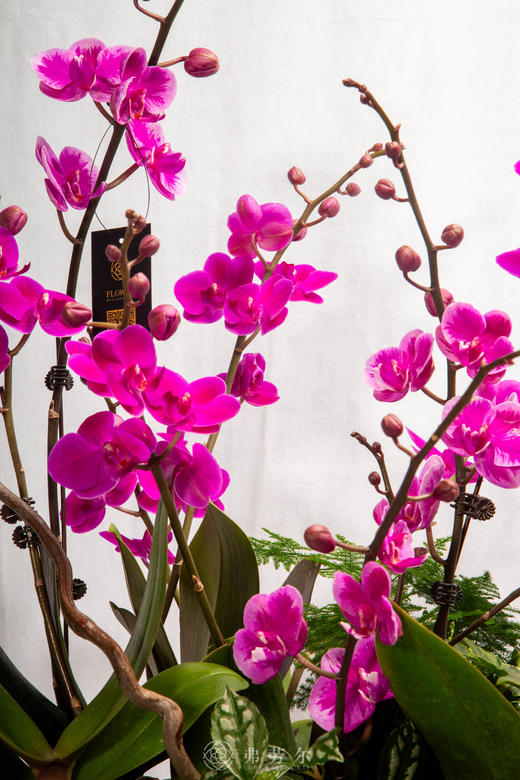 一马当先瑞 商品图2