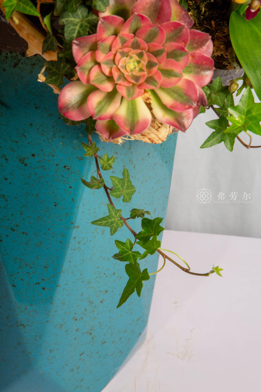 良驹载誉归 商品图4