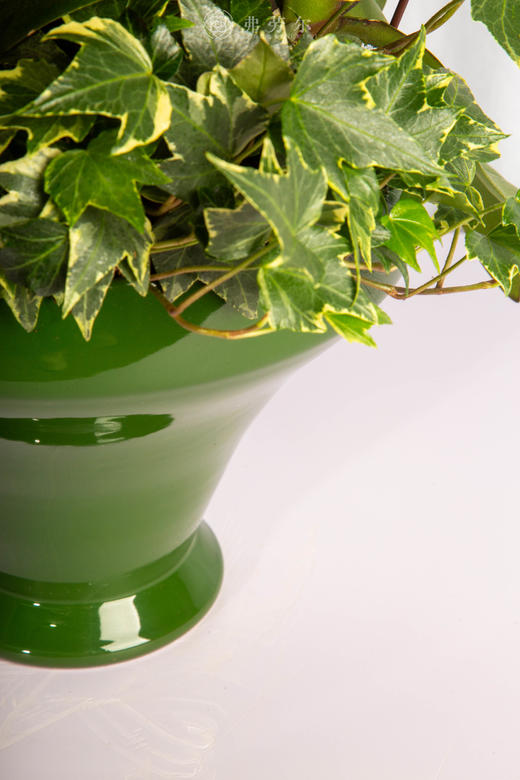 良驹载誉归 商品图2