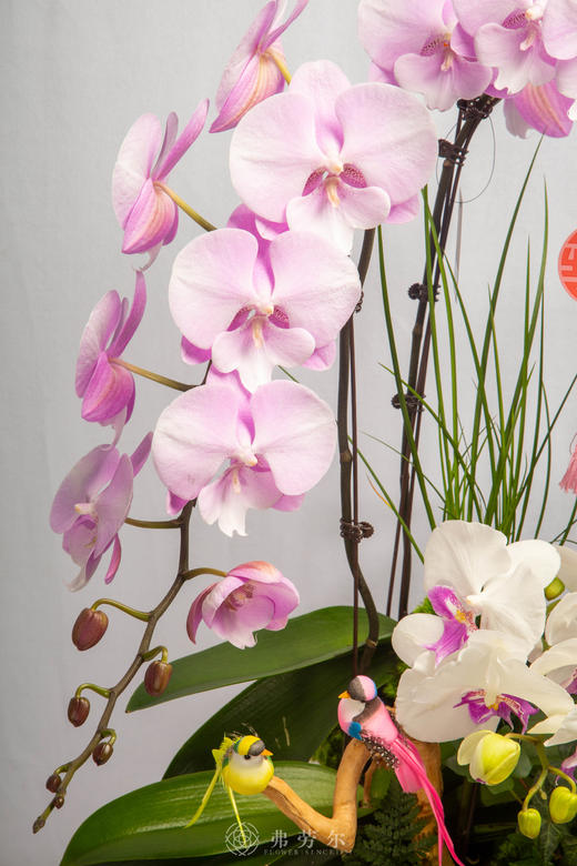 金马叩吉扉 商品图2