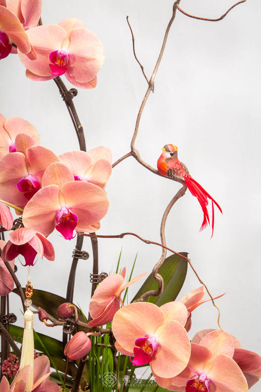 走马观花年 商品图2