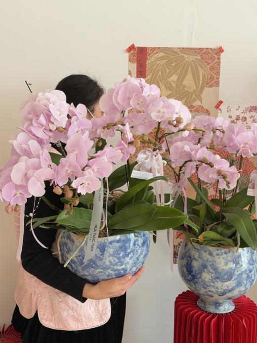欢禧迎春 · 蝴蝶兰盆栽 商品图0