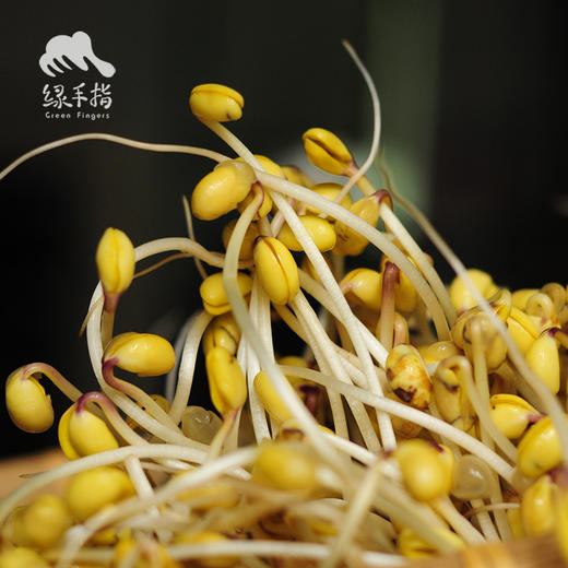 生态黄豆芽 | 绿家自产* Ecological soybean sprouts | Self-production 商品图1