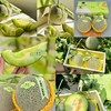 吃海茫茫「牛3蜜瓜」大瓜 整件 约3.5kg 商品缩略图2