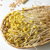 生态绿豆芽 | 绿家自产* Eco- mung bean sprouts | Self-production 商品缩略图2