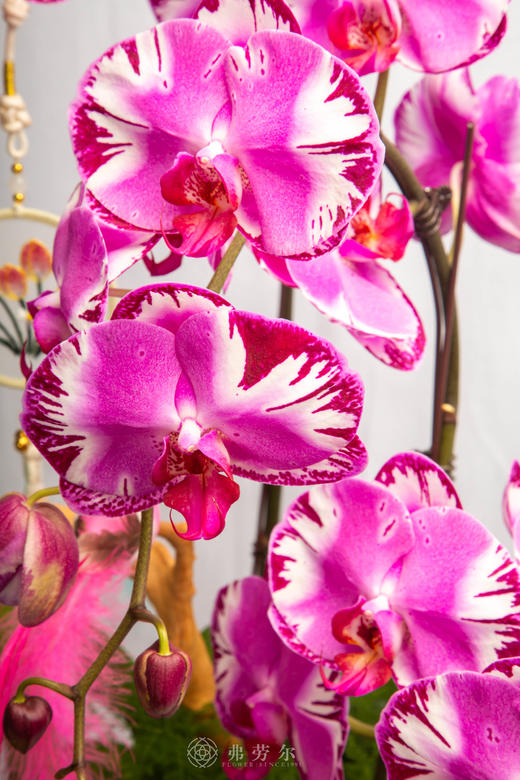 人勤马自奋 商品图3