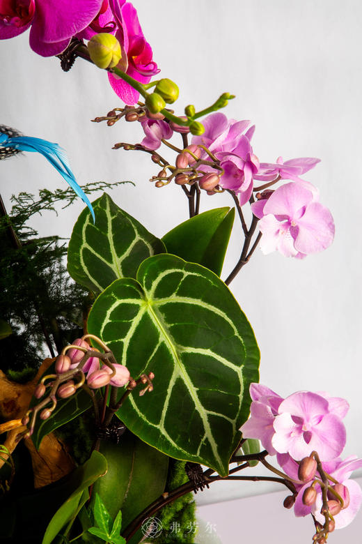 马年乐无疆 商品图2