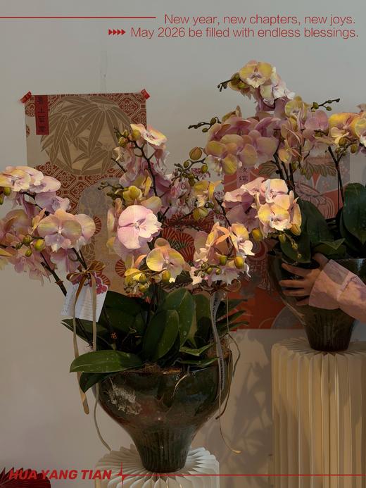 团圆时刻 · 蝴蝶兰盆栽 商品图3