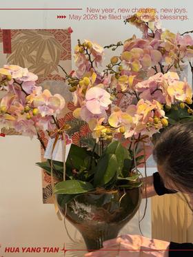 团圆时刻 · 蝴蝶兰盆栽